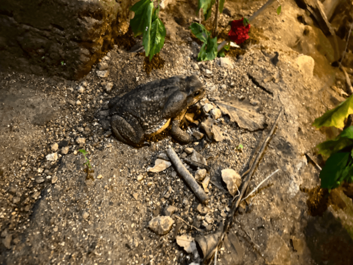 SUSANA-cover-picture